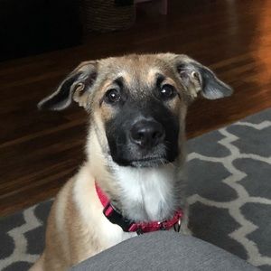 Meet your Posher, Joshua